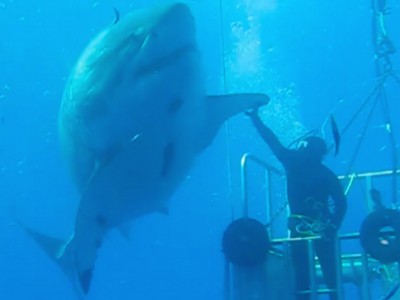 Monstres marins : beauté et fascination de ces incroyables animaux